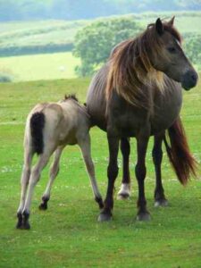 Poppy George's Farm Advice: New Foals, Livestock Water and More Image